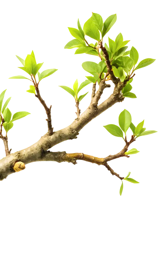 green branch