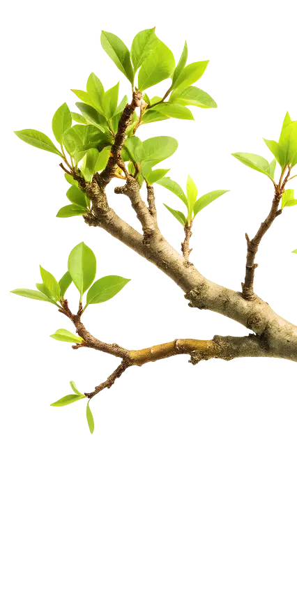 green branch